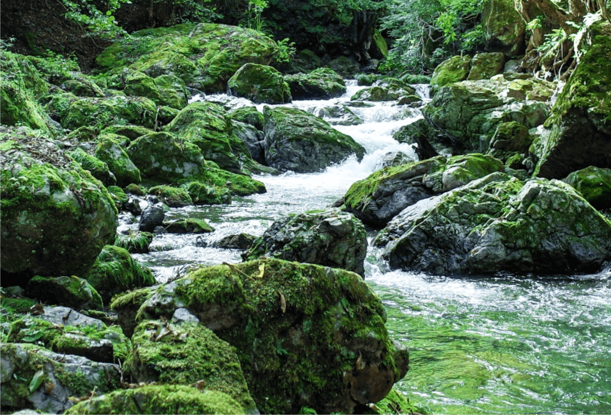 フムス（海洋性腐植土）ができるまで イメージ