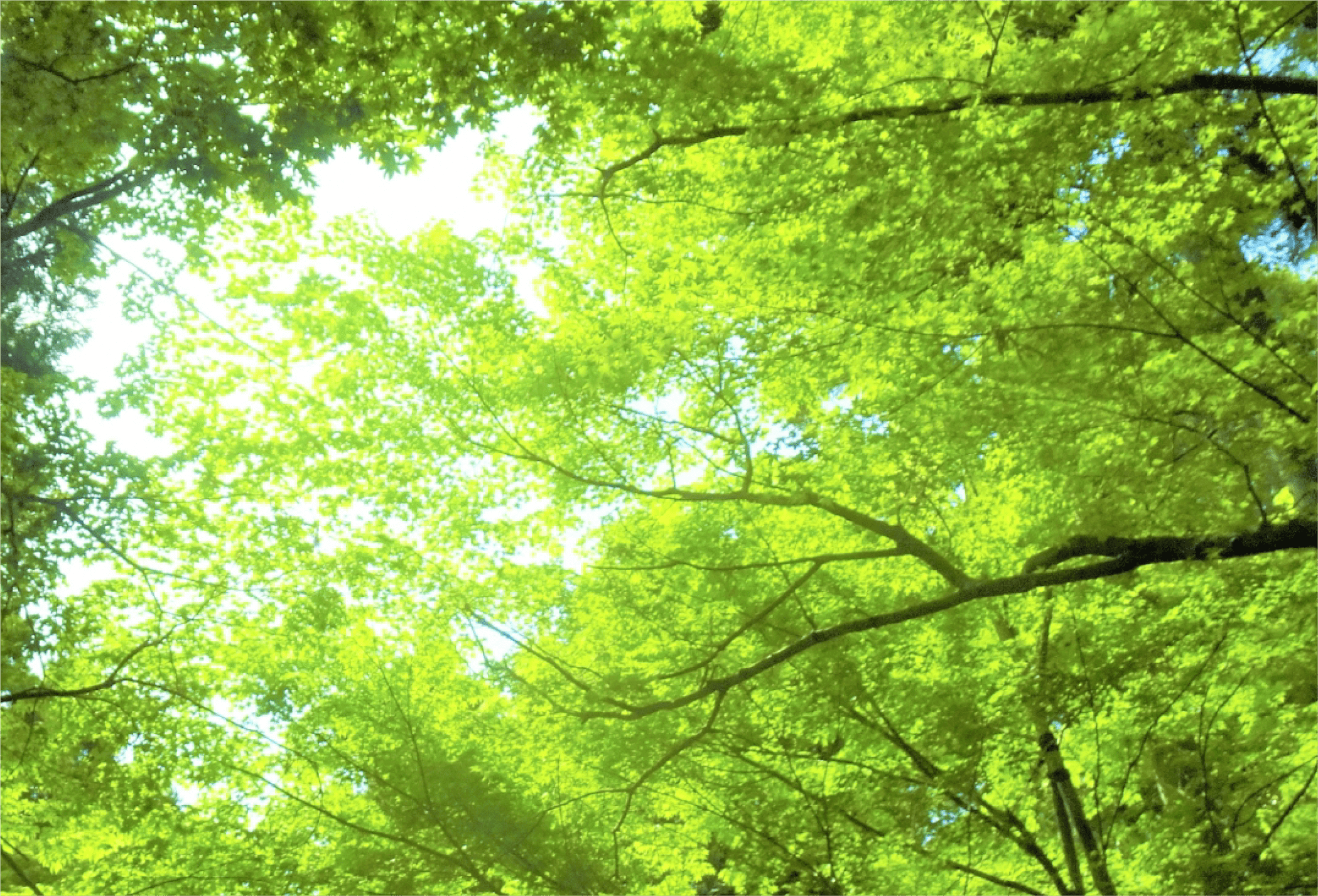 自然の力で未来を創る