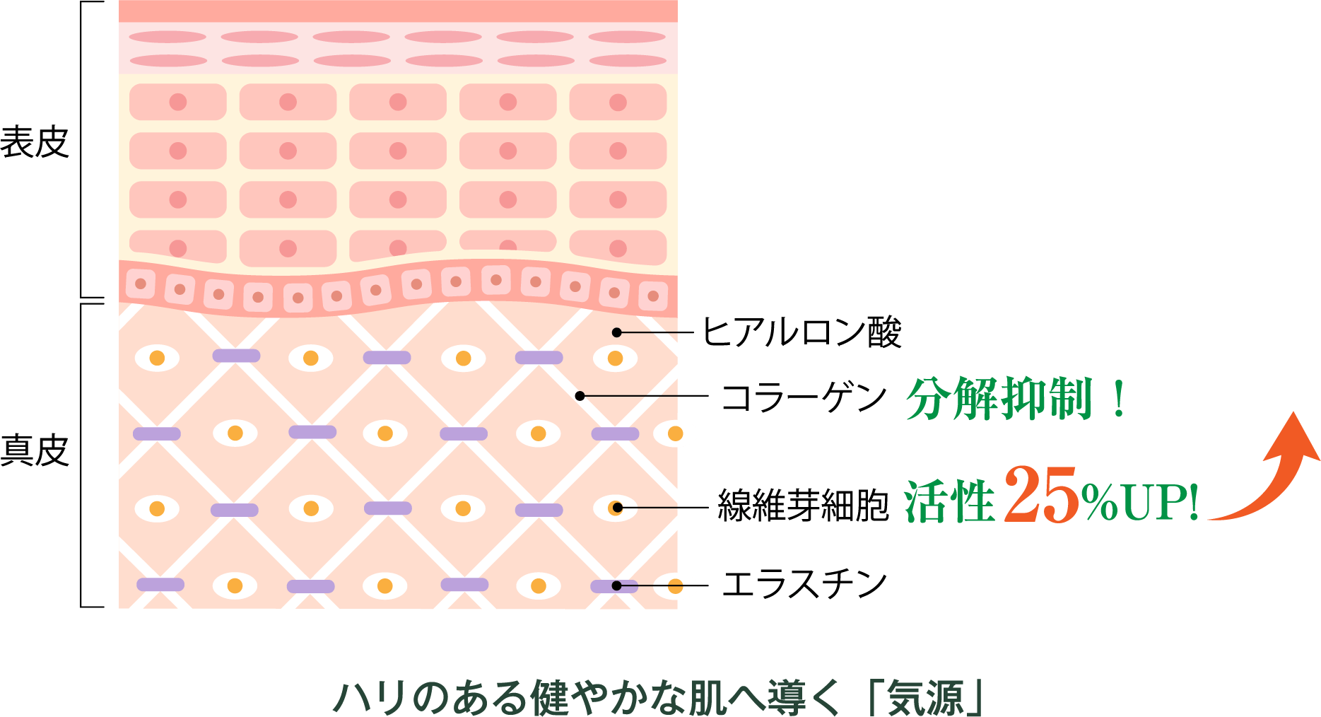 ハリのある健やかな肌へ導く「気源」 分解抑制!活性25%UP!