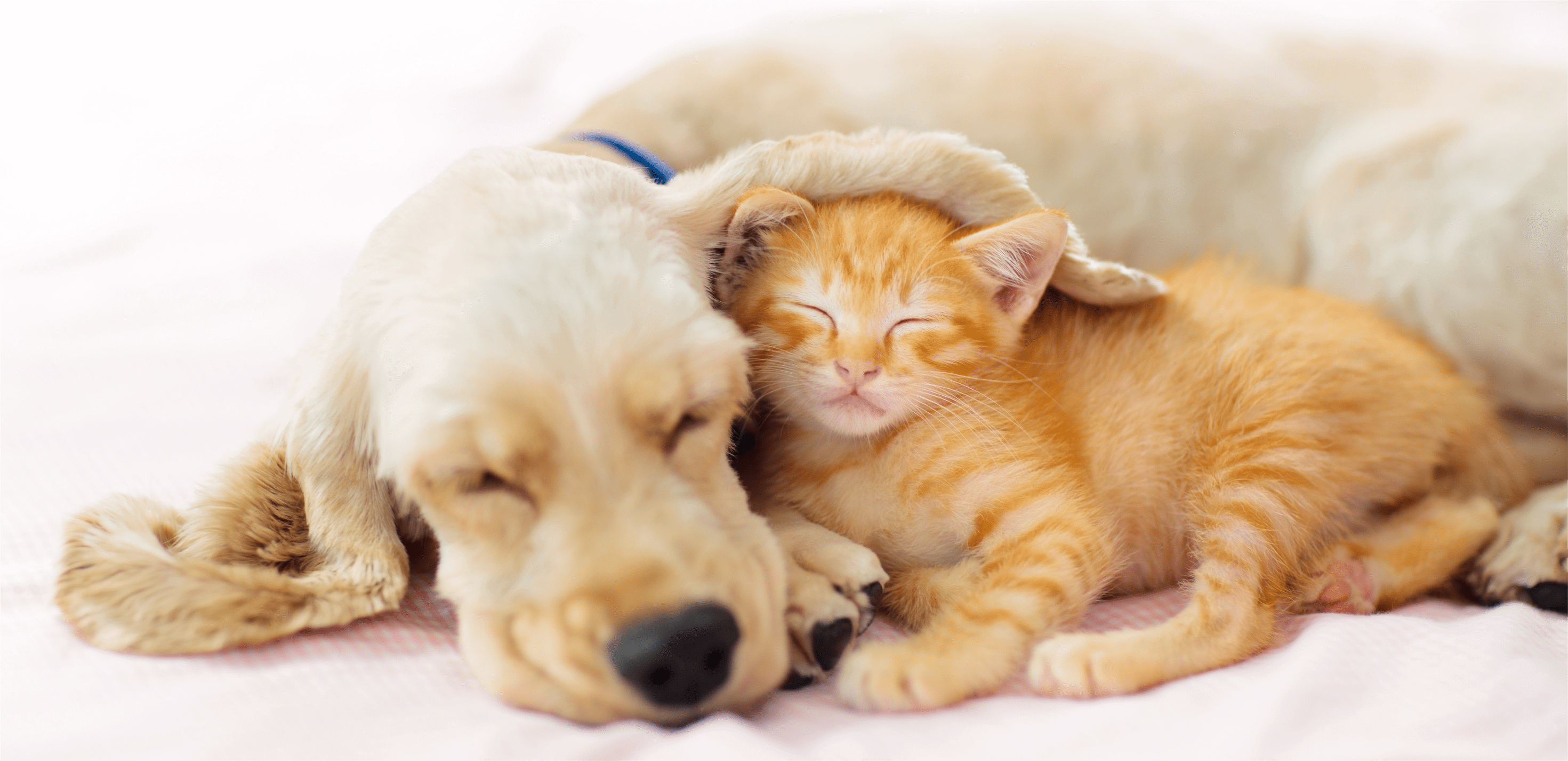 ペット用品 イメージ