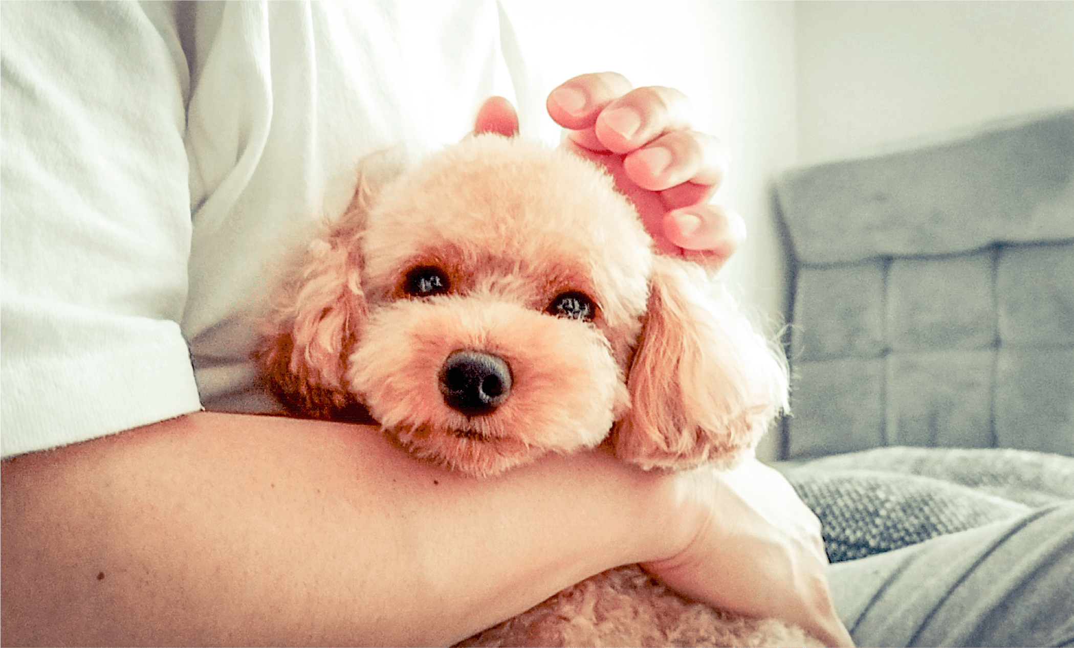 ペット用品 イメージ