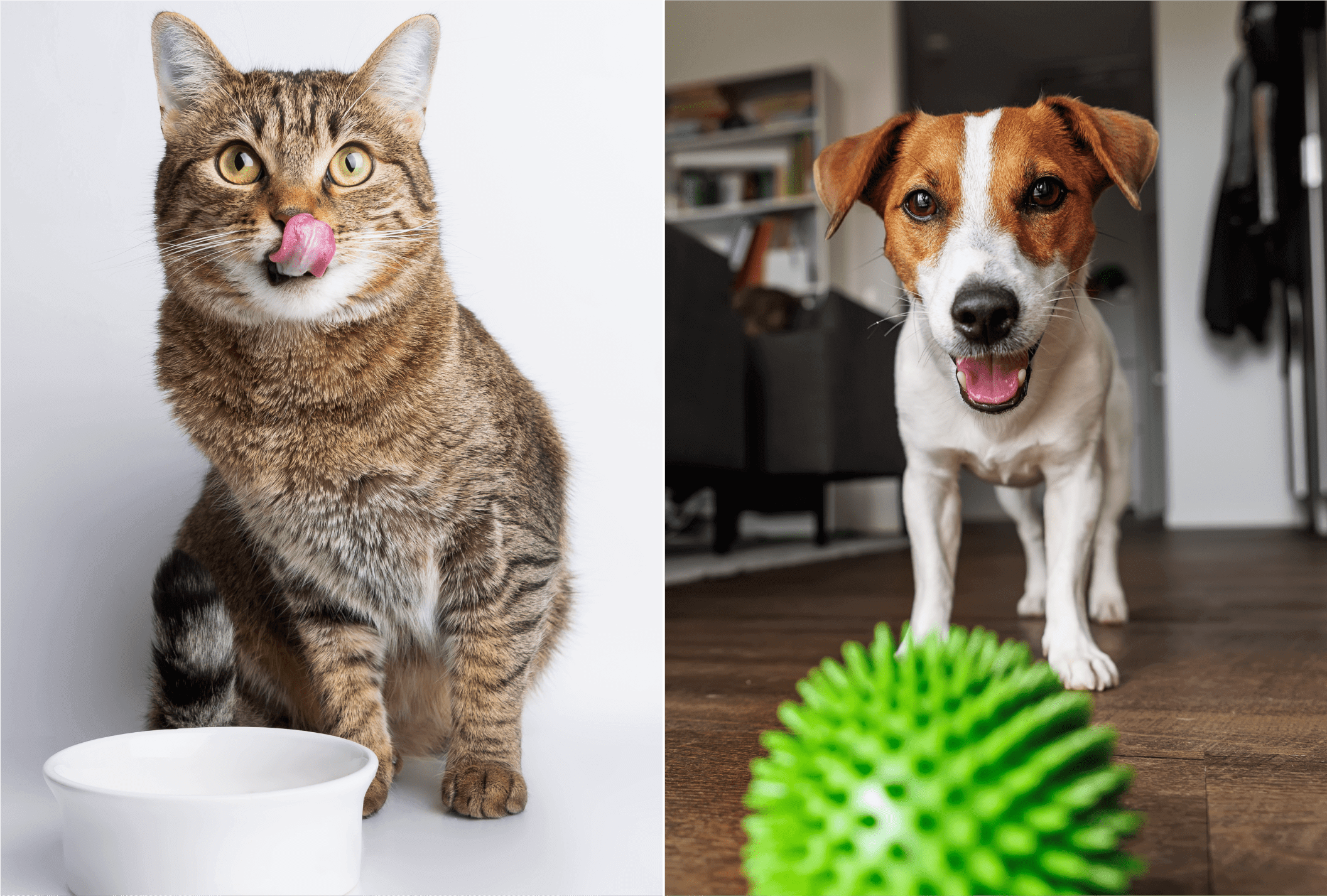 ペット用品 イメージ